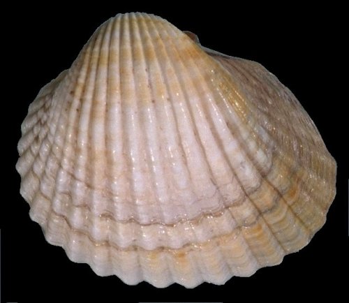 Cerastoderma edule e Cerastoderma glaucum
